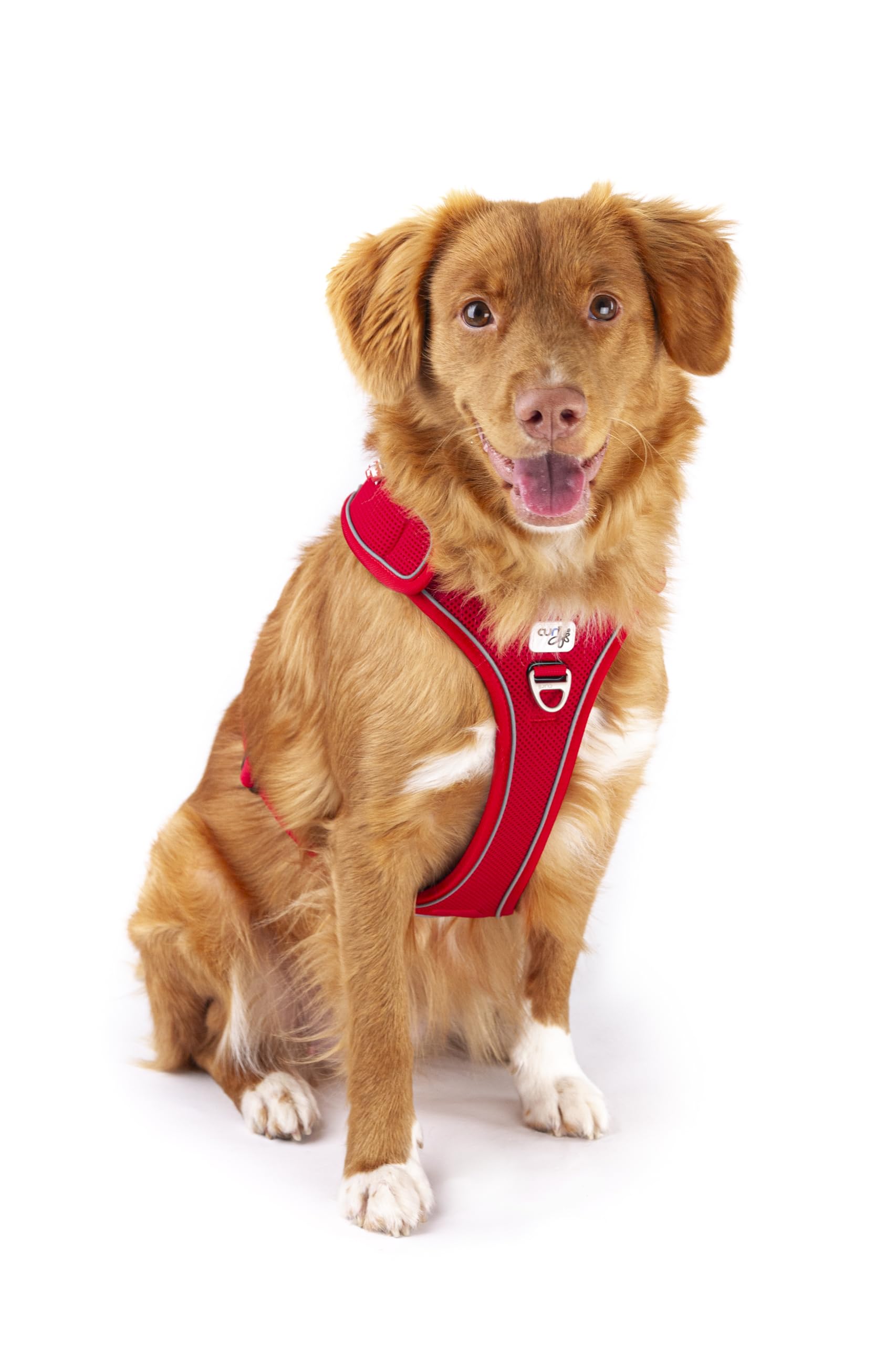 Belka Harness Adjustable Neck Black 2XL