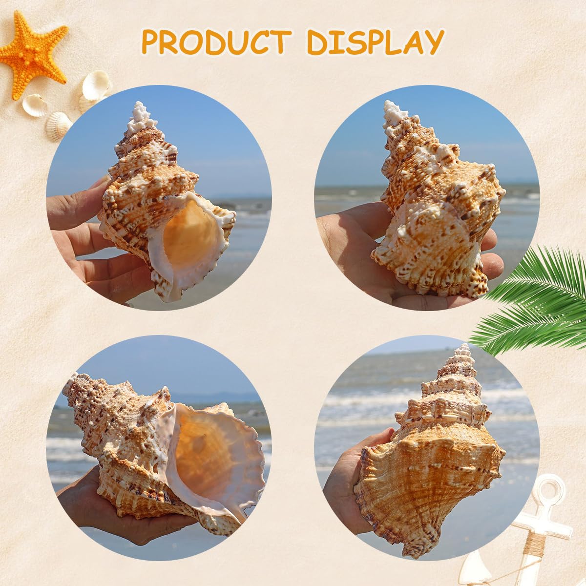 Conchiglie Grandi Naturali da Spiaggia Marina, Conchiglie Naturali, enormi Conchiglie oceaniche da 14-25 cm, perfette for Decorazioni Nuziali, Artigianato Fai da Te, Acquario(19cm)