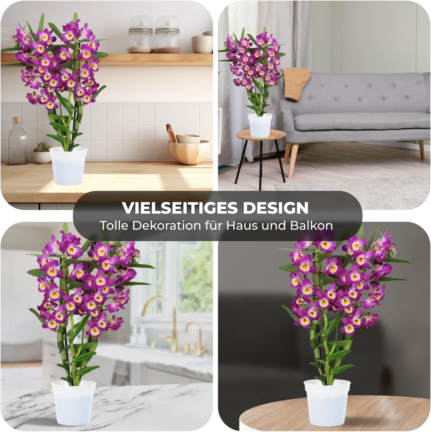 Orchideen Echte Pflanzen Bambus Dendrobium Akatsuki Nobile - 2 große Zimmerpflanzen aus Holland - 30-40 cm hoch - mit Blüten und duftend (Nicht künstlich, ohne Dünger und Topf, keine Samen)