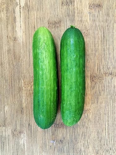 Miniatura 5 de Semillas de pepino persa - Paquete de más de 90 unidades - para pepinos libaneses de Oriente Medio 2024 Beit Alpha F1 Hybrid Burpless Kirby