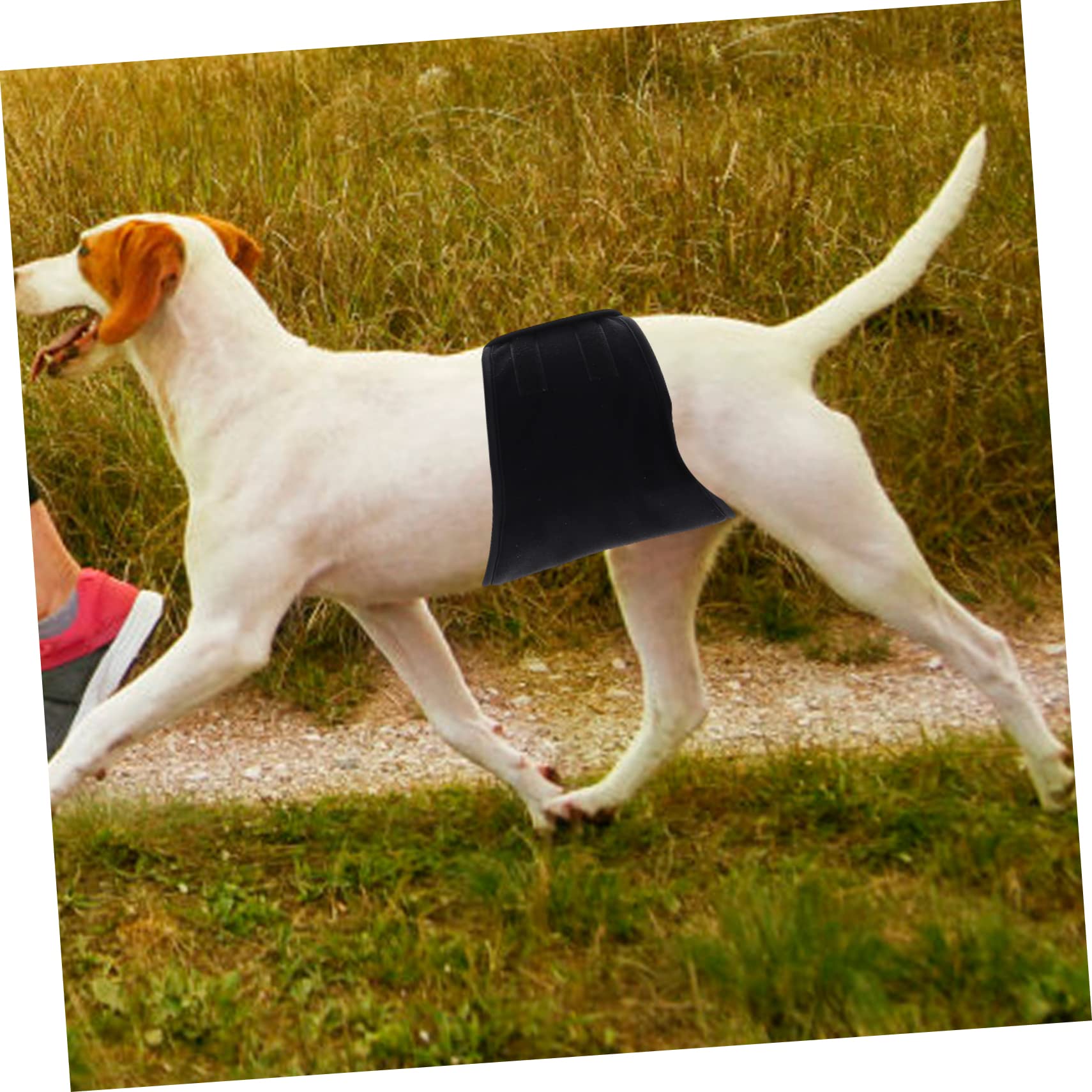 BESPORTBLE 3pezzi Banda Addominale Lavabile Per Cani Maschi Pannolino Riutilizzabile Per Animali Domestici Design Assorbente e Misura Media Ottima Per Uso Domestico e Viaggi