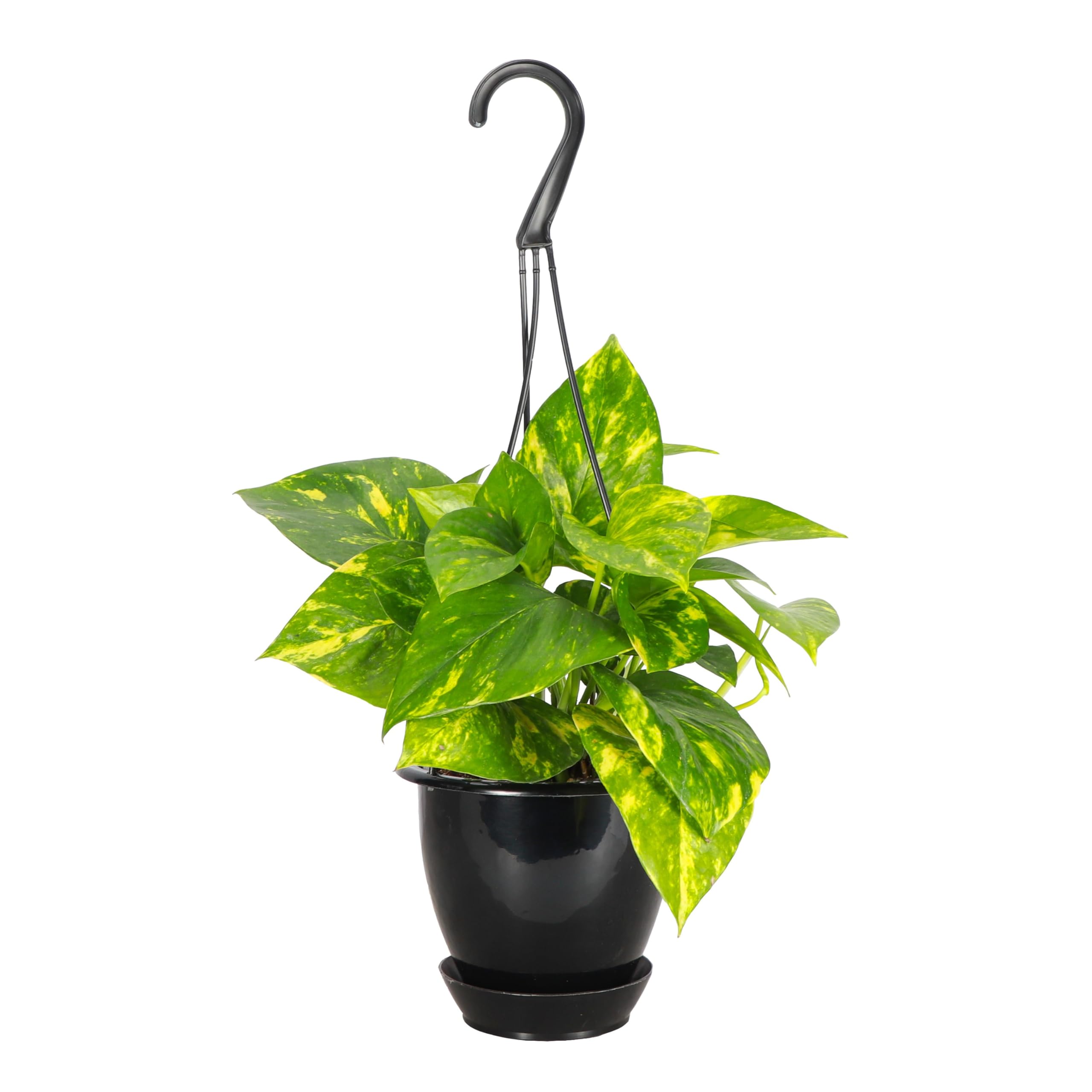 Thorsen's Golden Pothos Hanging