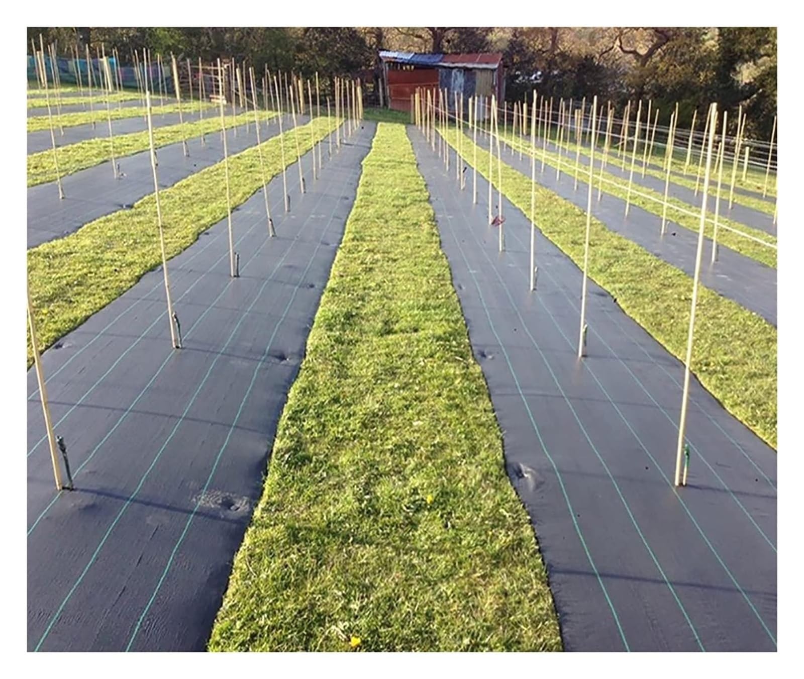 Unkrautschutzmatte für Gemüsegärten und Bäume, strapazierfähig, Bodenabdeckung, Bodenabdeckung, Bodenabdeckung, 1 m x 180 m