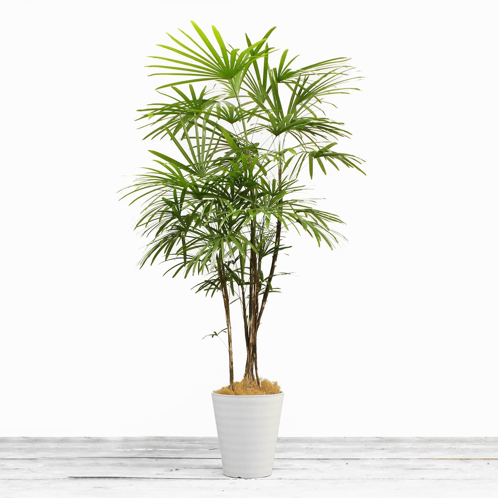 Amazon｜シュロチク 10号 受け皿付 【観葉植物 本物 棕櫚竹 バンブー