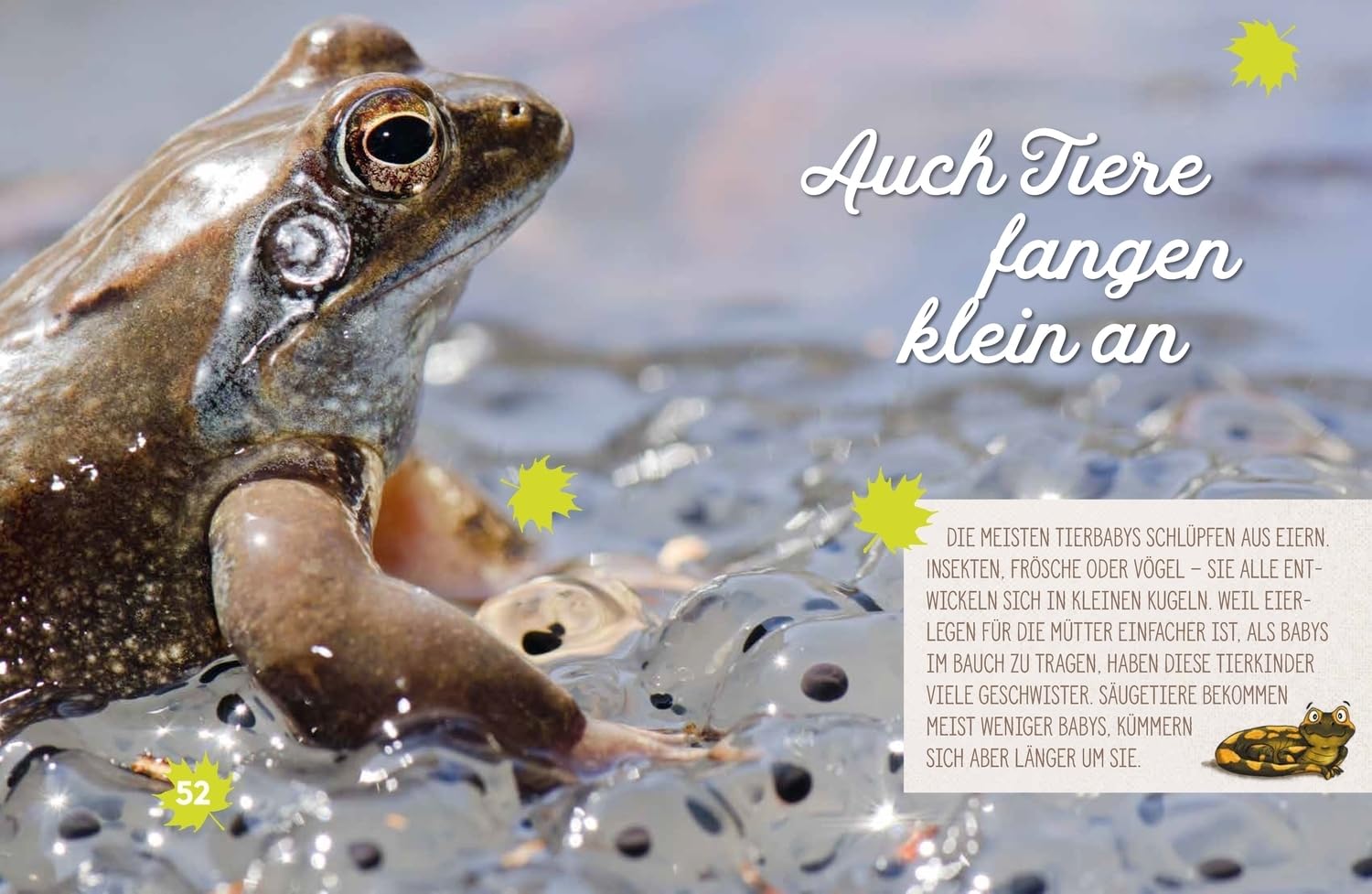 Weißt du, wo die Tiere wohnen?: Eine Entdeckungsreise durch Wiese und Wald | Interessantes Kinderbuch über die Natur und die Tierwelt ab 6 Jahren (Peter & Piet)
