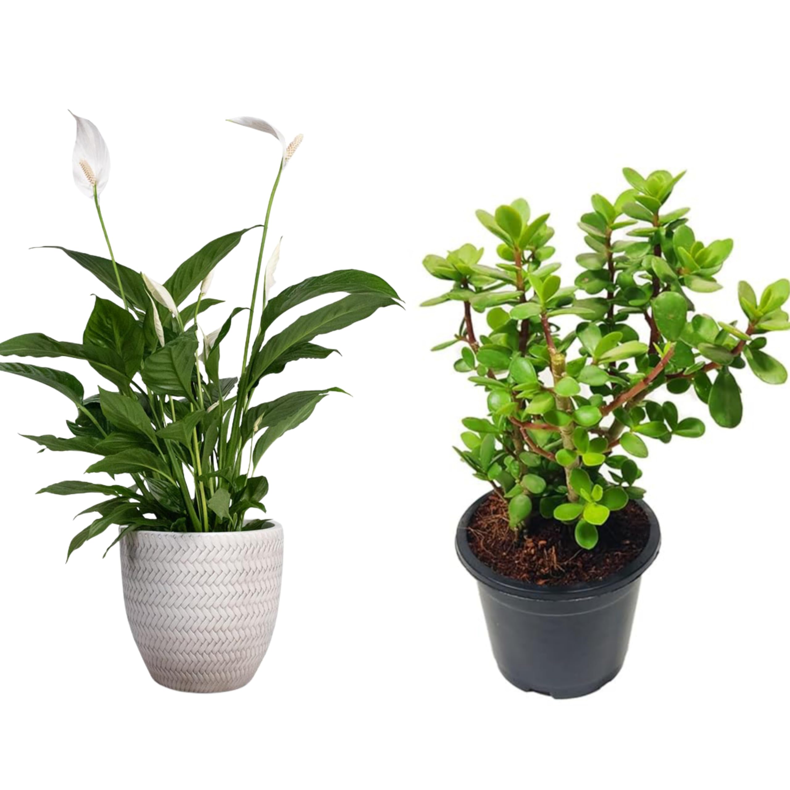 See full amazon price history chart for JADE AND LILY (FFHNRR) JADE AND LILY (FFHNRR) (B0D76Q38D1) Amazon Price History, Amazon Price Tracker