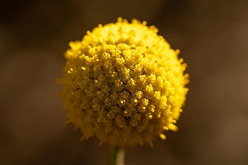 Miniatura 2 de Semillas orgánicas de Craspedia/Billy Buttons para plantar: flor perenne, flores amarillas - Paquete de 40 semillas