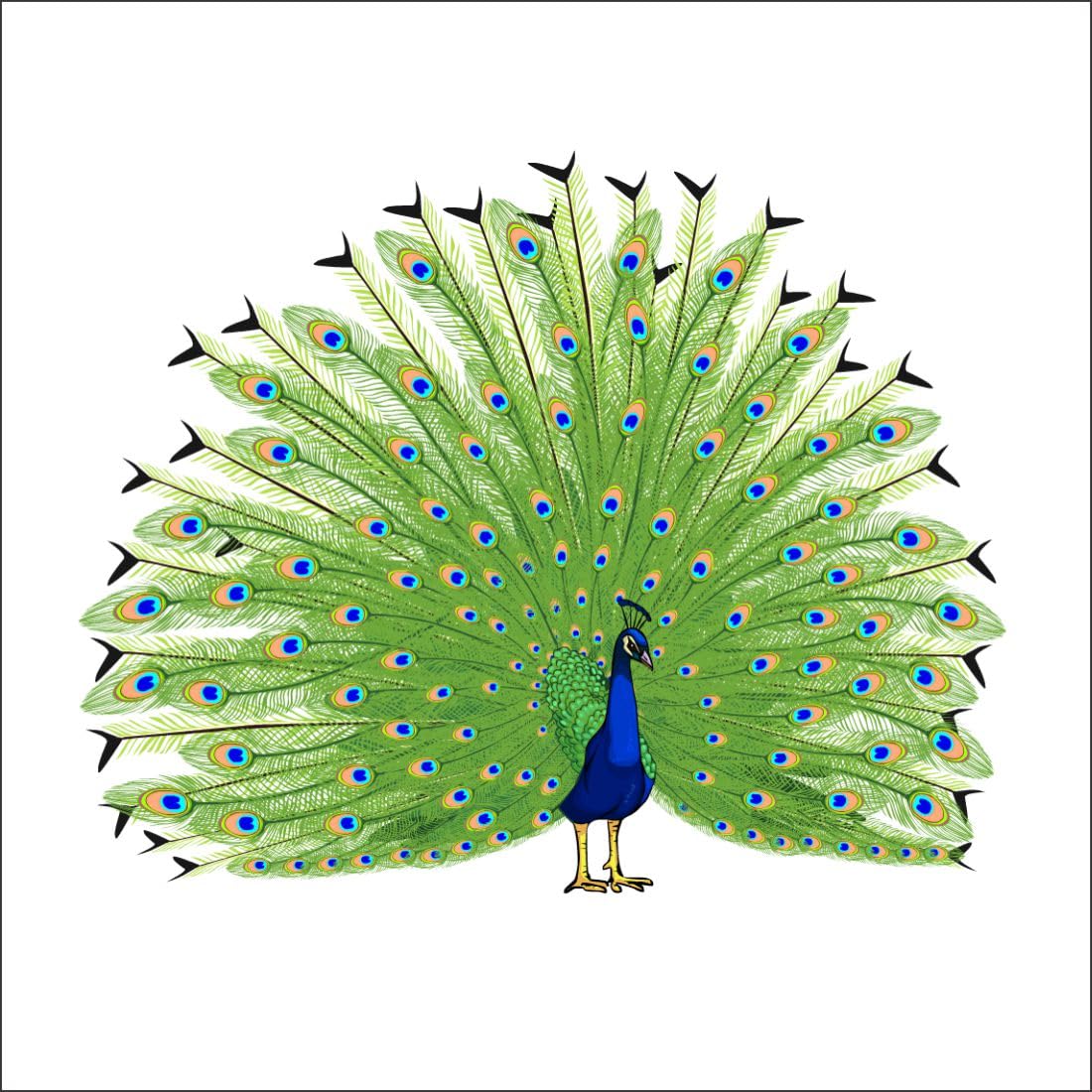 Luxe Decore Beautiful Peacock Wall Sticker for Livng Room, Kids Room, Office & Hotel Room Decoration Size:-30 cm X 35 cm (B0D5MVYZM1) Amazon Price History, Amazon Price Tracker