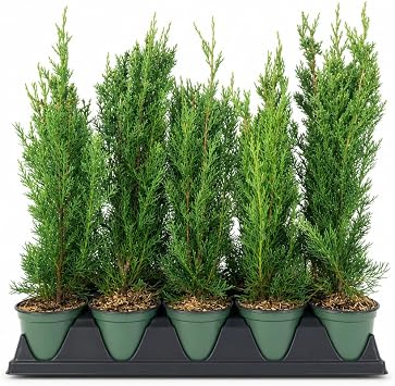 Italian Cypress Tree | 10 Large 4 Inch Pots | Cupressus Sempervirens | Formal Elegant Mediterranean Style Plants