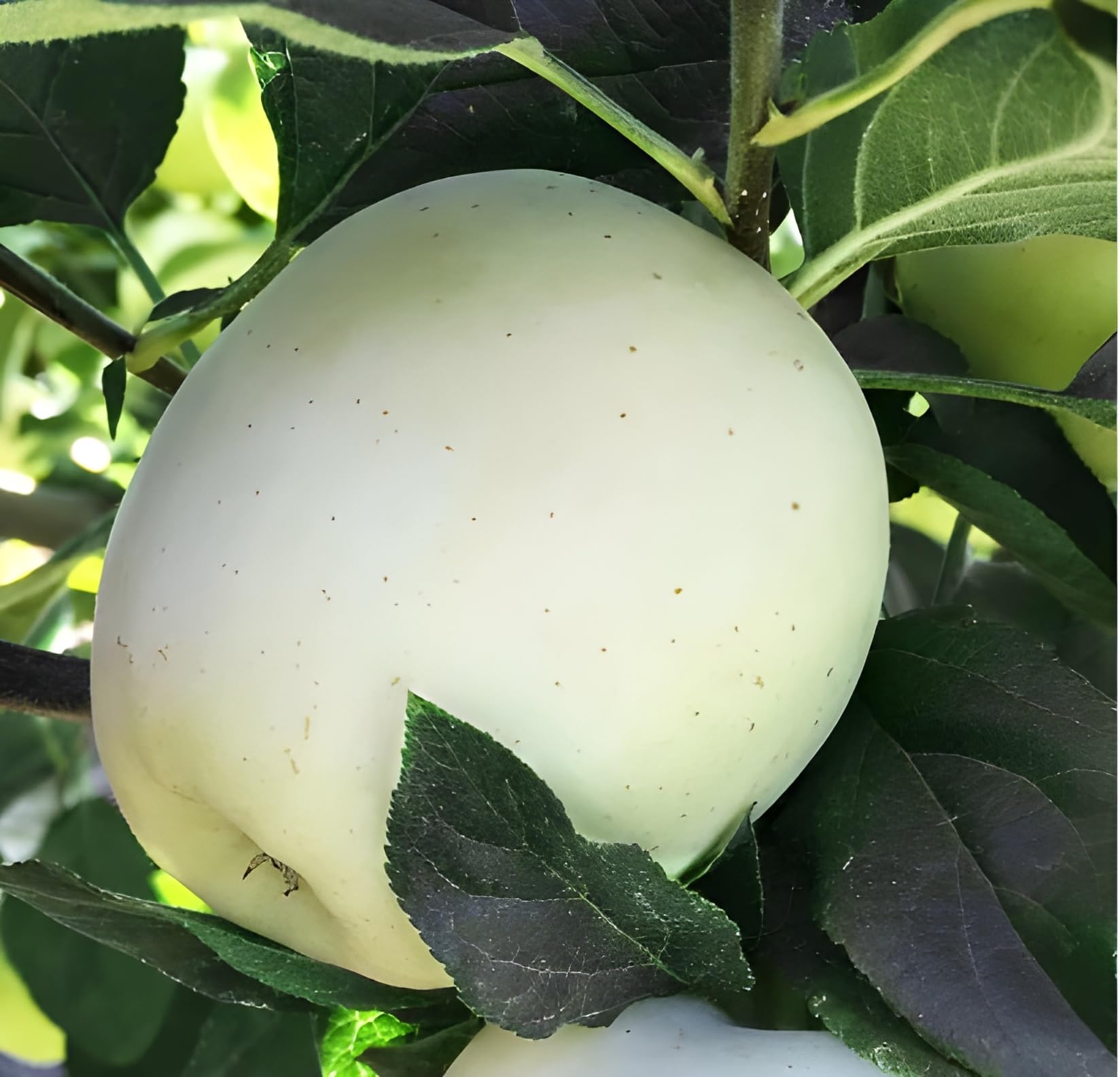 Green view Rare White Apple Live Plant Hybrid Grafted Original " Special Variety" (Fruit After 1 Year) pack of 1 (B0CH8J8LR9) Amazon Price History, Amazon Price Tracker