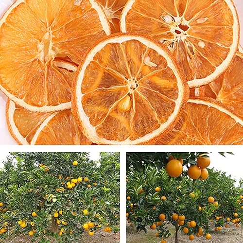Miniatura 6 de JTEDZI - Rebanadas de naranja seca, rebanadas de naranja deshidratada, rodajas de cítricos secos, frutas deshidratadas para decorar cócteles