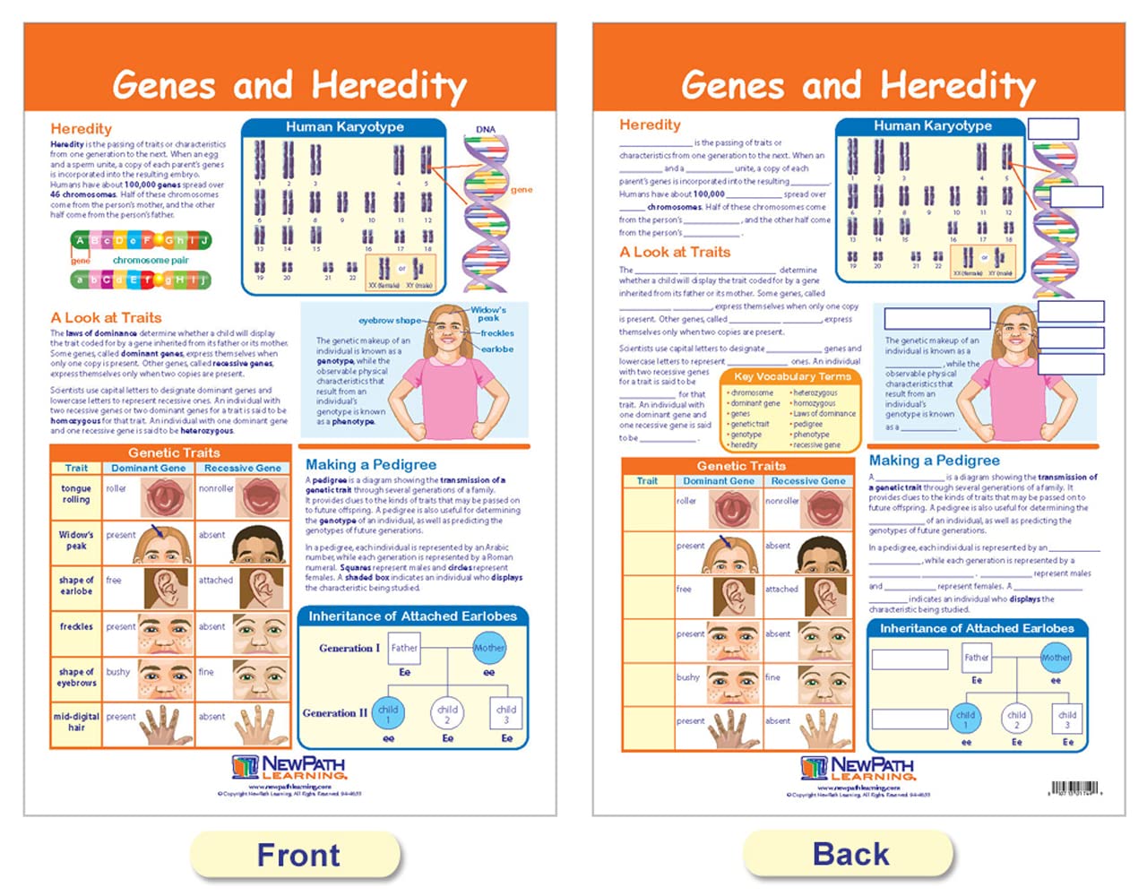 NewPath Learning - 94-7003 Genetics Bulletin Board Chart Set (Pack of 4)