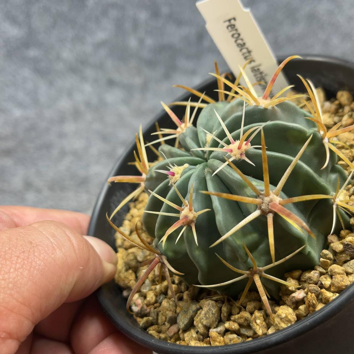 サボテン 日の出丸♡抜き苗(^○^) サボテン 日の出丸 ラ 90 抜き苗 日の出丸生長 | Cometの