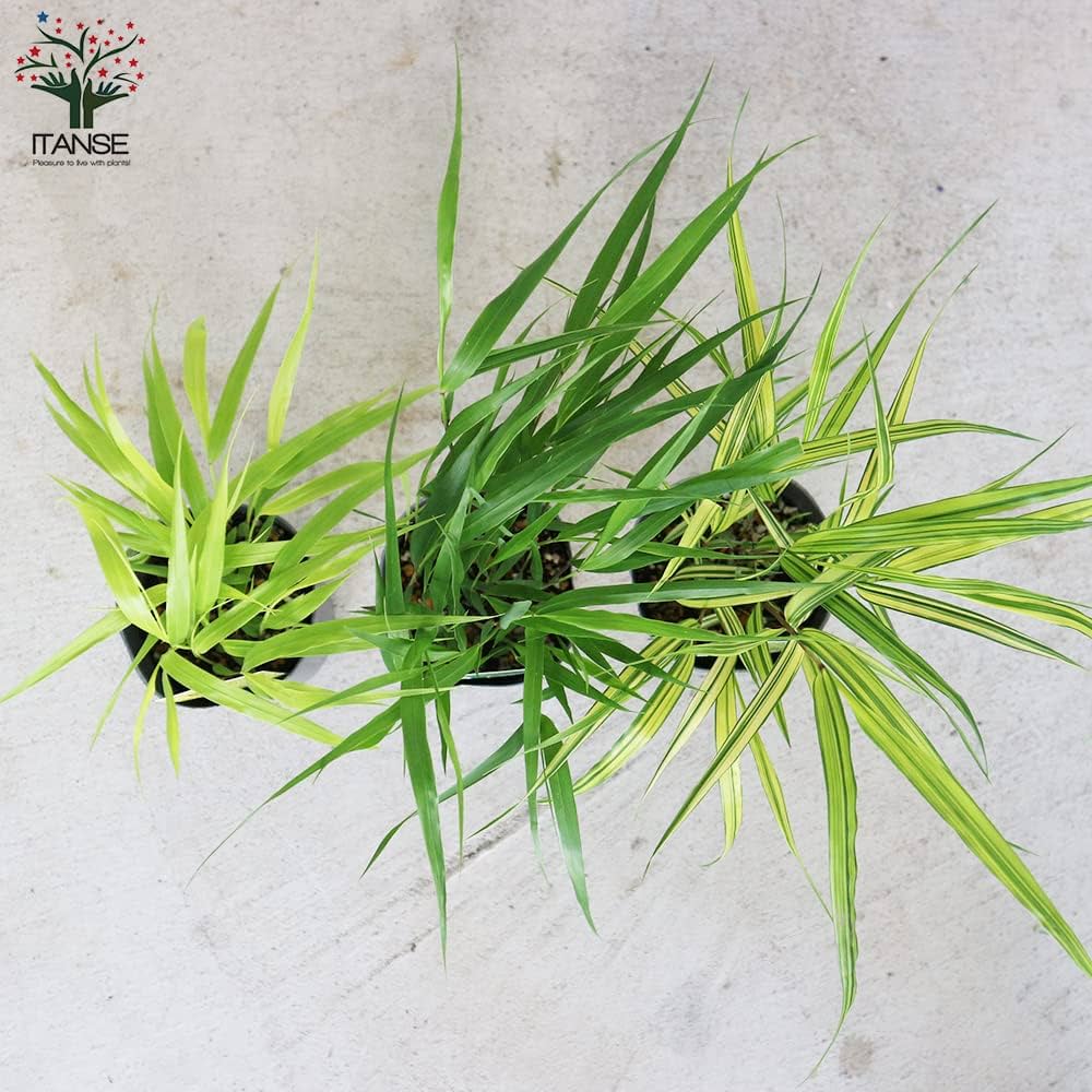 No.56 風知草の根洗い No.56 風知草の根洗い