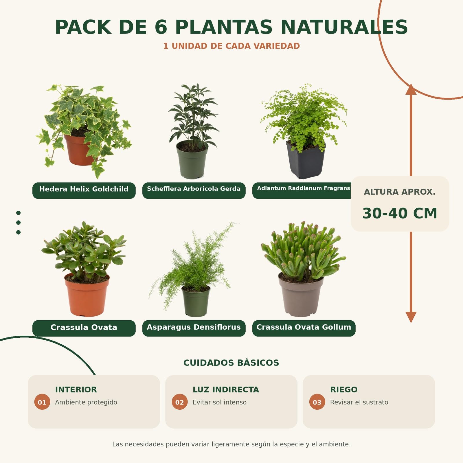 DECOALIVE Pack 6 Plantas de Interior para Rincones con Plantas