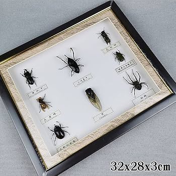 サクラマス 標本　剥製　フレーム入り 71VtX0PJ60L._UF350,350_QL80_.jpg