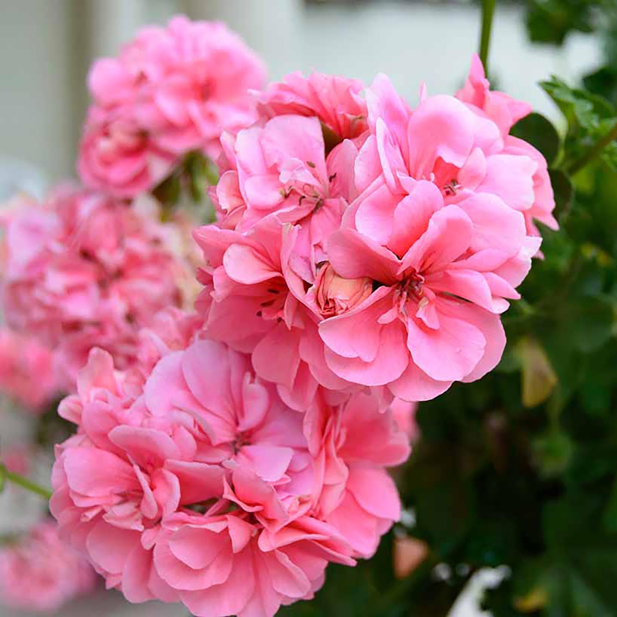 Amazon.com : QAUZUY GARDEN 100 Climbing Light Pink Geranium Flower