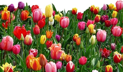 30 bulbos de tulipán de mezcla de paisaje - Tulipa Triumph