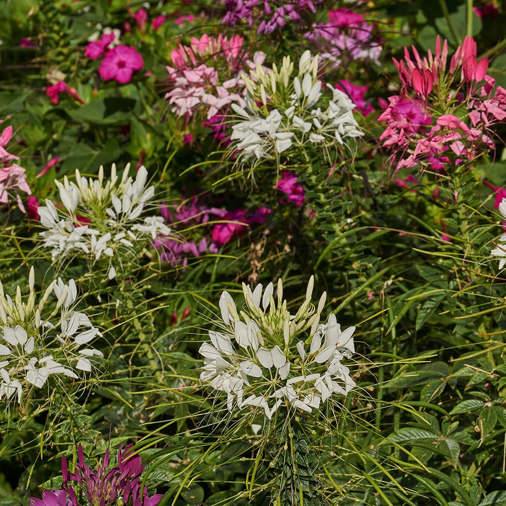 Cleome Colour Fountain Mix Seeds – A Strongly Scented, Elaborate & Exciting Annual - RHS Plants for Pollinators – Half Hardy Annual – for Your Beautiful Garden
