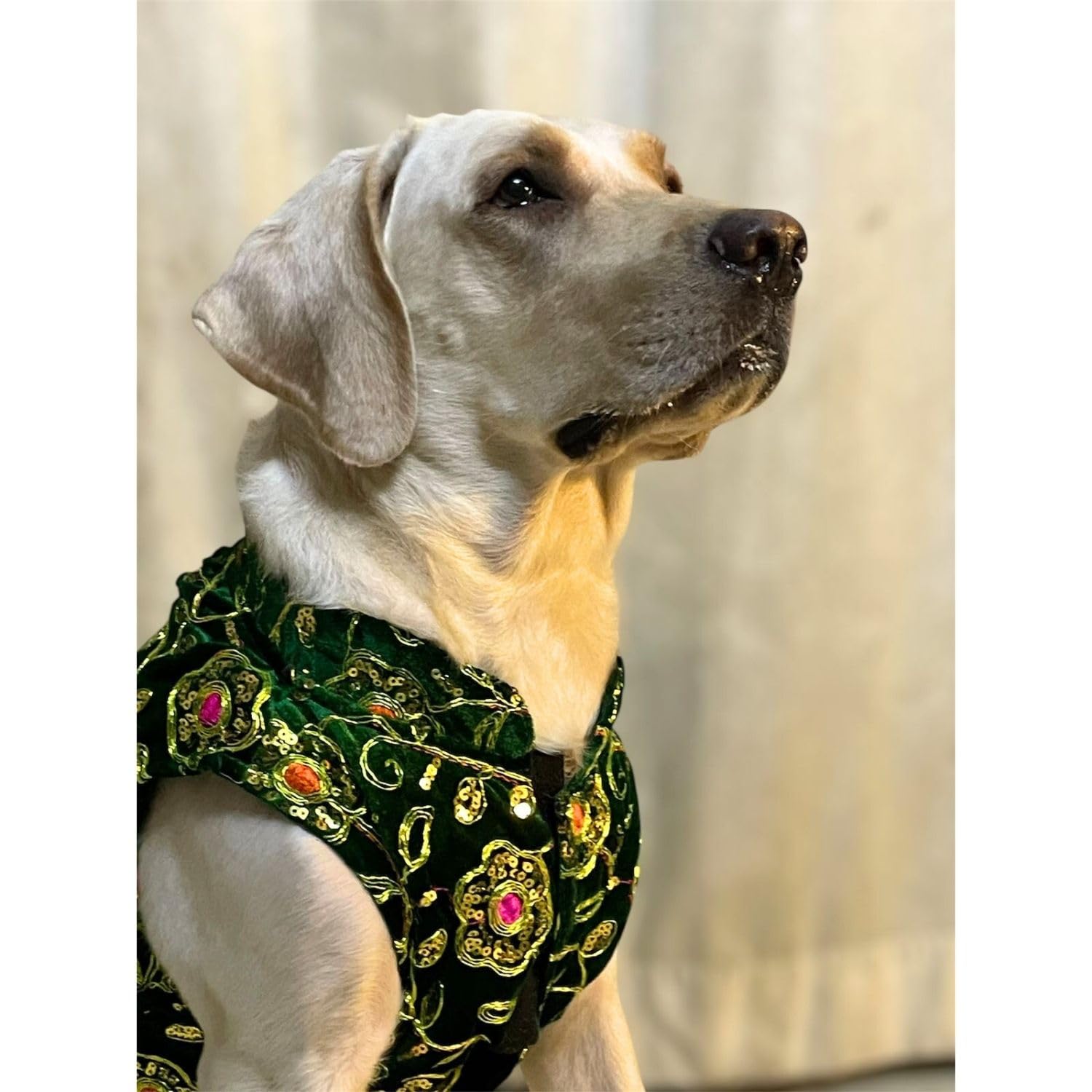 Lulala Festive Dog Sherwani in Green Velvet - Heavily Embroidered Ethnic  Outfit for Dogs