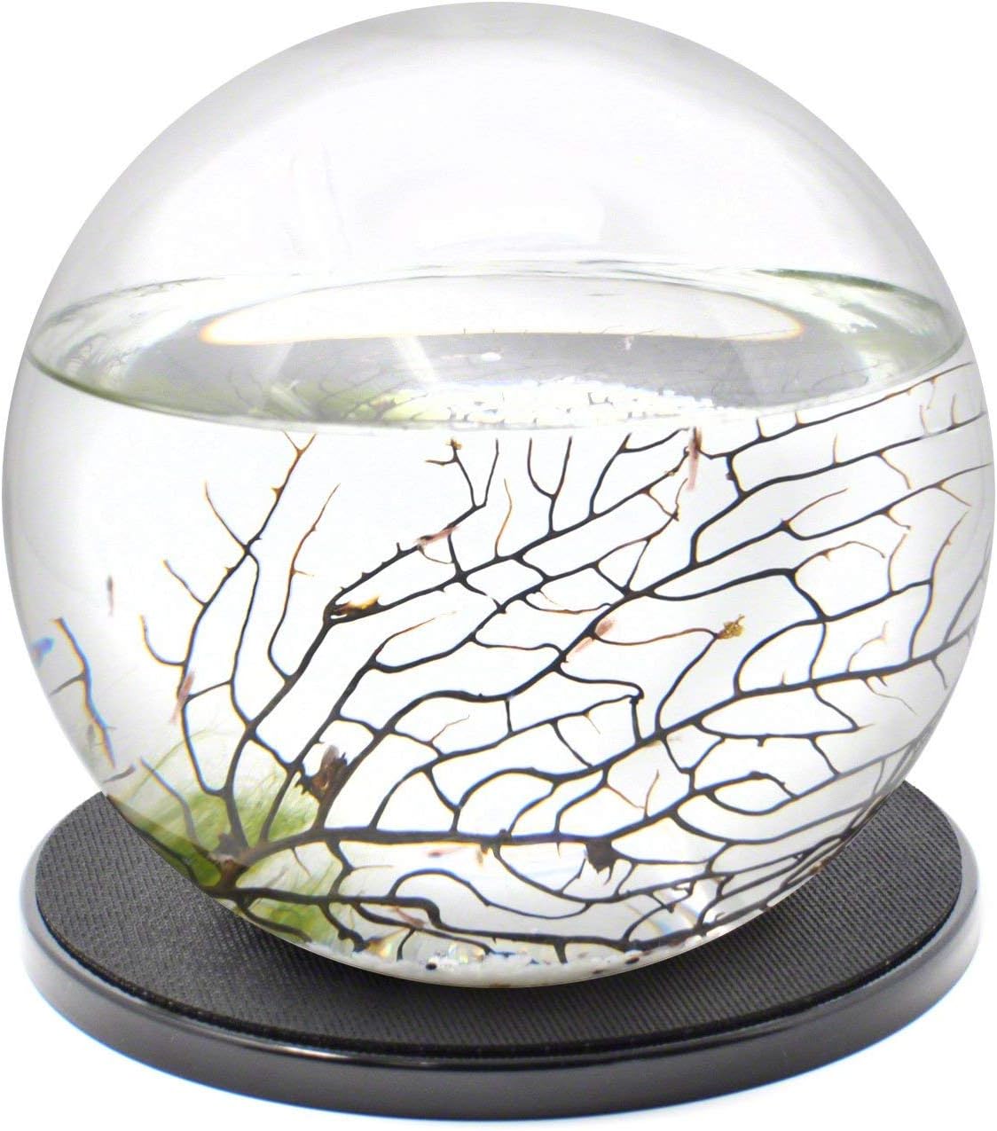 EcoSphere Closed Aquatic Ecosystem, X-Large Sphere, w Base