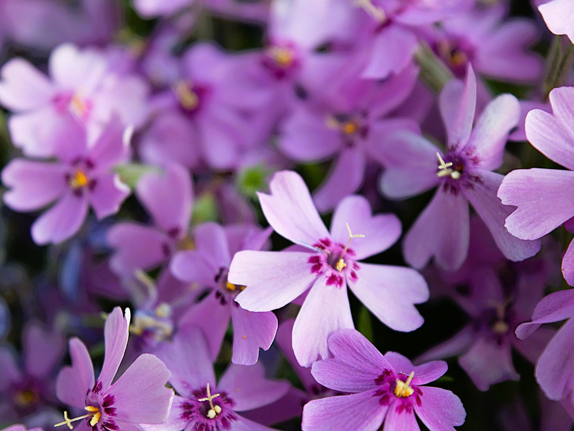 Greenwood Nursery Purple Beauty Creeping Phlox