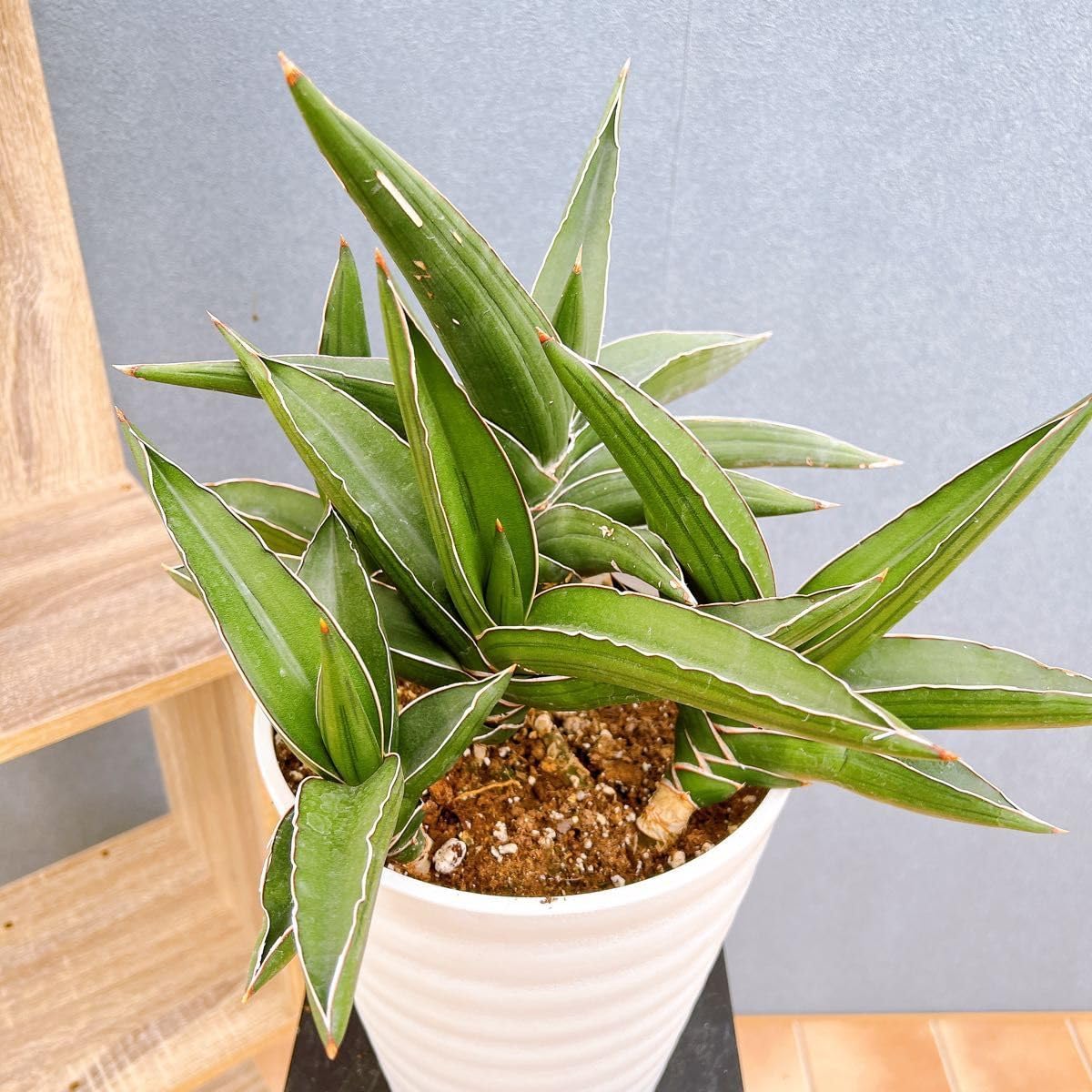 ダシリリオン ウィーレリ 6号鉢つき シルバー葉❗ ダシリリオン ダシリリオン ウィーレリ 6号鉢つき シルバー葉❗ ダシリリオン