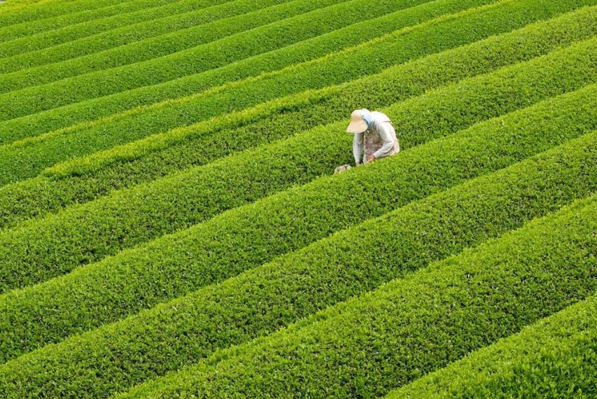 Dr Weil Matcha Kari - Organic Matcha Green Tea Powder - 100 grams - Japanese Culinary Grade — view 5