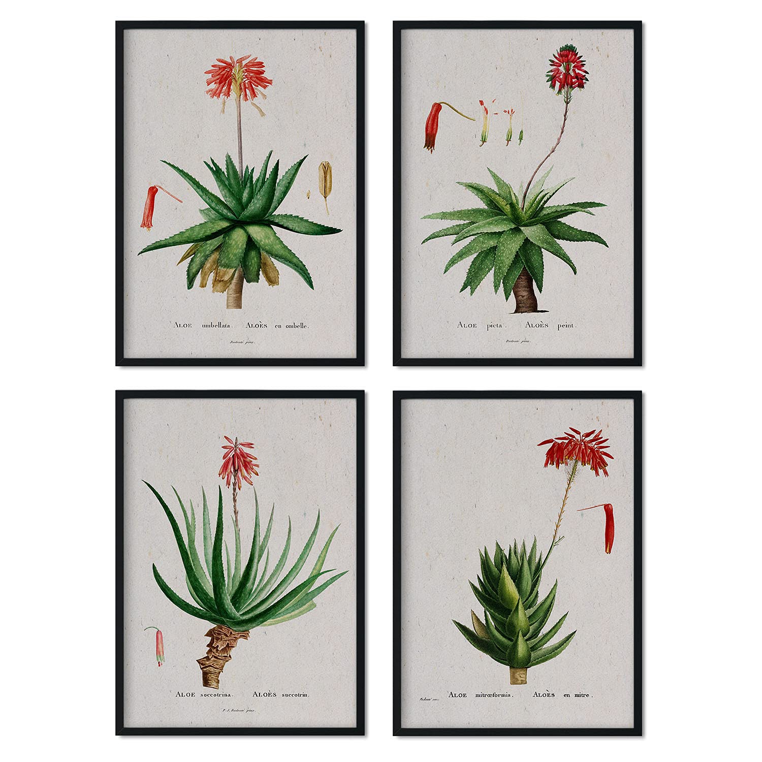 Nacnic Pack of red flowers films. Posters with watercolor illustrations from French artist Pierre-Joseph Redouté. Interior decoration. A3 size with frame.