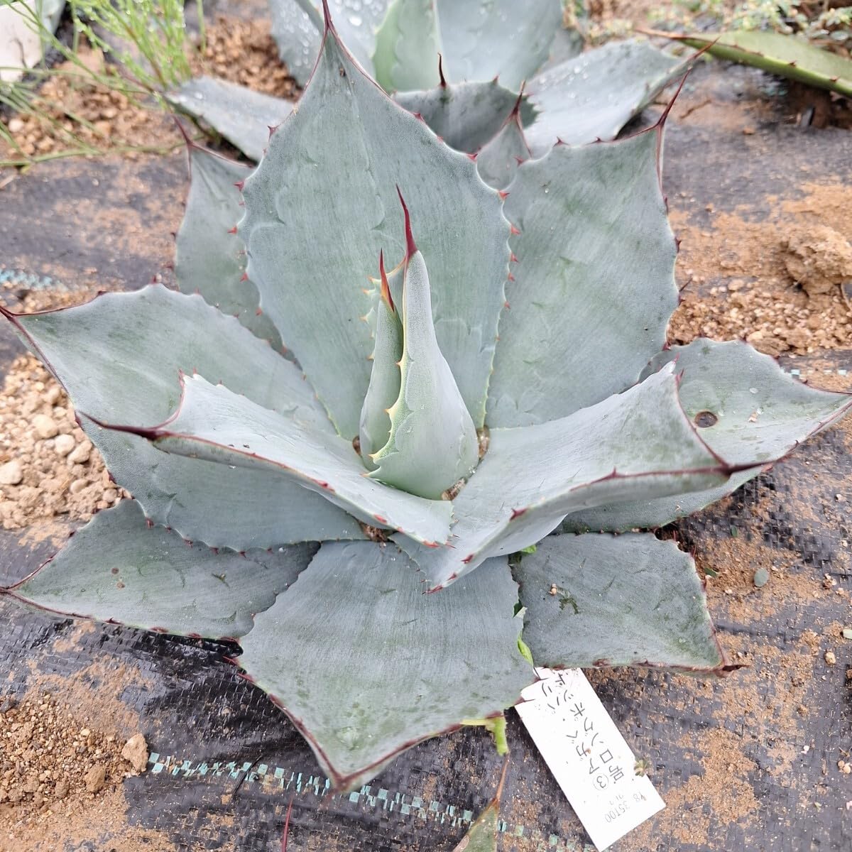 Amazon.co.jp: アガベ パリートランカータ Agave parryi 抜き苗 横25縦 