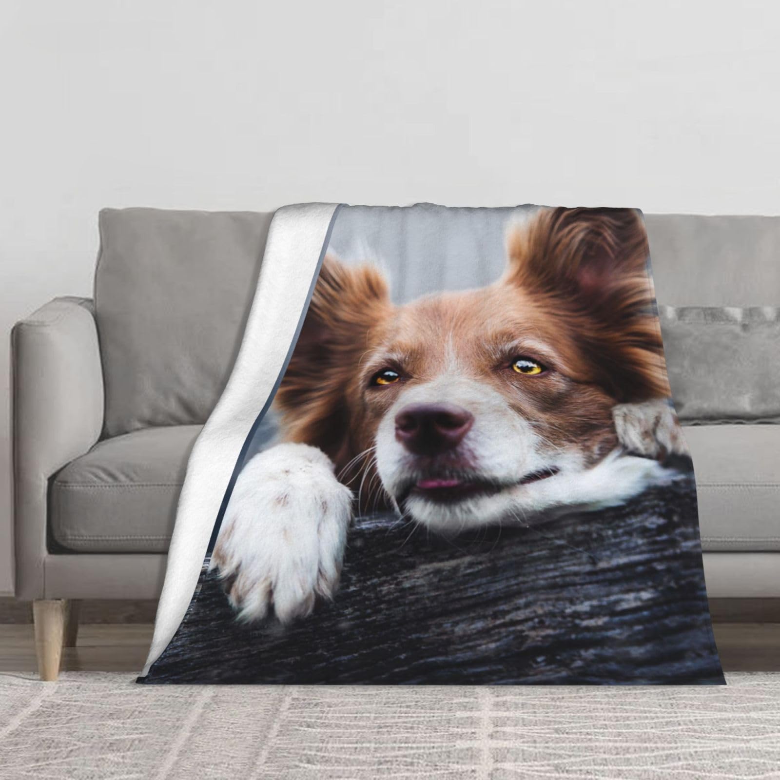 Couverture canapé Border Collie marron pour cocooning au salon