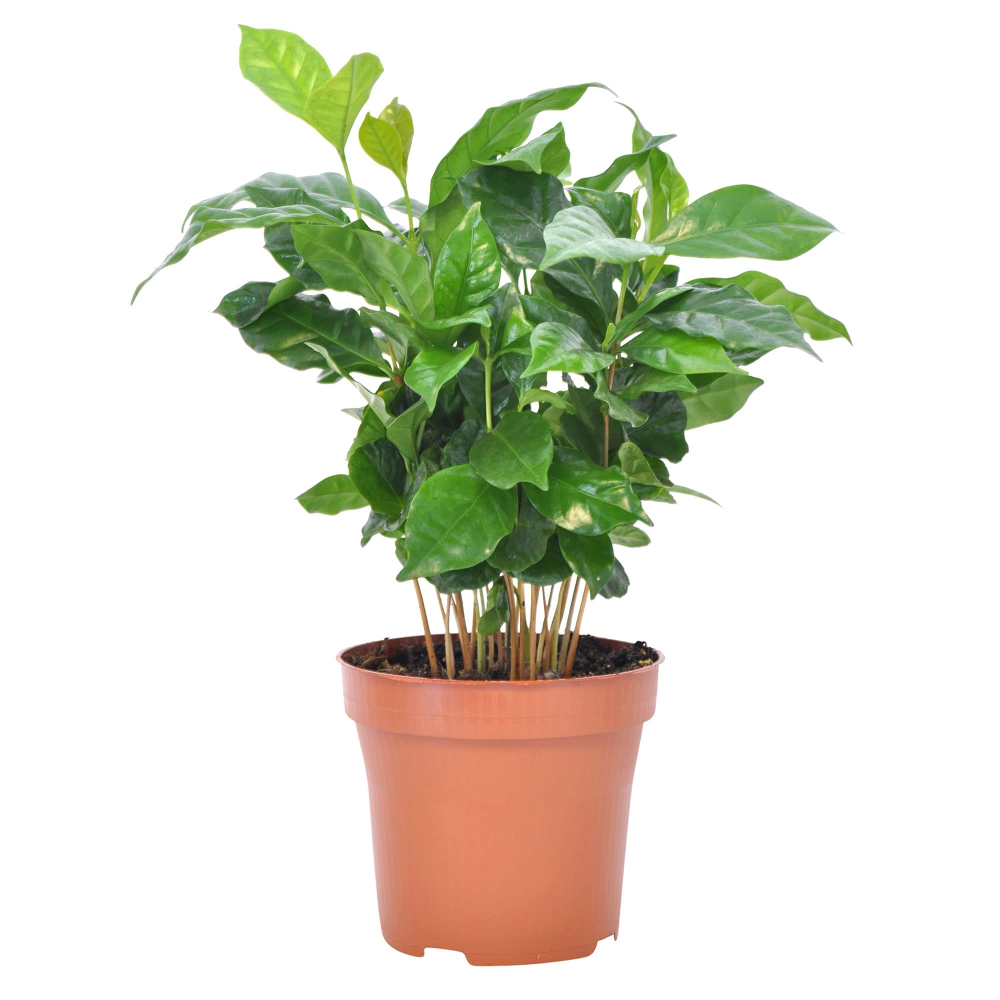 Set 8 Plantas Interior Naturales DECOALIVE: Spathiphyllum - Planta del Café - Palmera Areca - Drácena - Dieffenbachia - Helecho - Hiedra - Chamaedorea Elegans