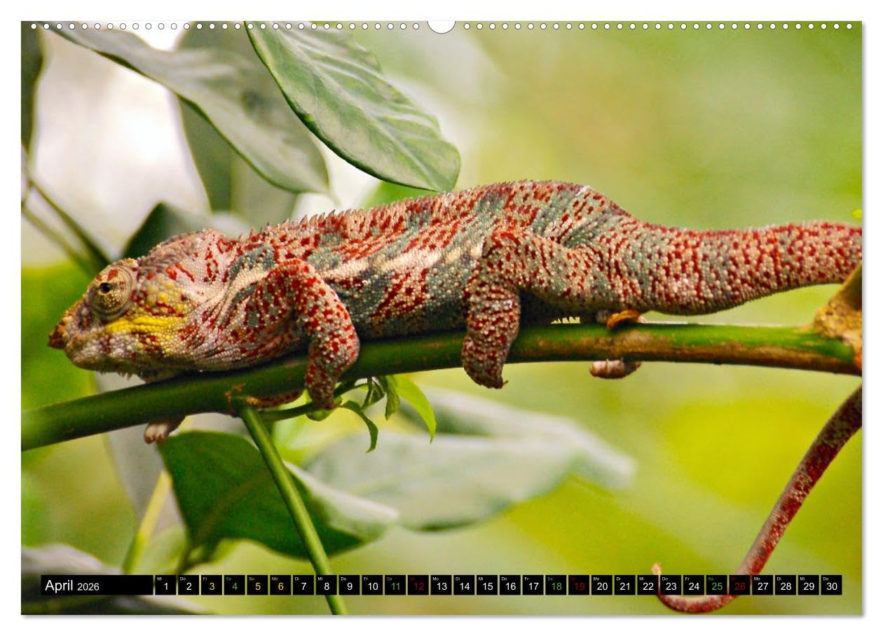 Kleine Drachen - Echsen (hochwertiger Premium Wandkalender 2026 DIN A2 quer), Kunstdruck in Hochglanz: Eine Welt voller Magie (CALVENDO Tiere)