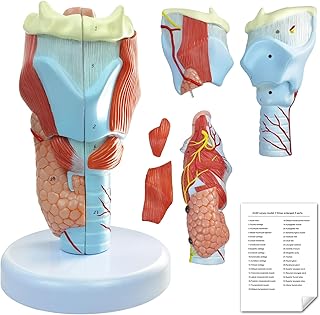 Human Larynx Anatomical Model, 5 Parts 2X Life-Size Human Throat Anatomy Model for Medical Science Education Study or Teaching with Base