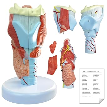 Human Larynx Anatomical Model, 5 Parts 2X Life-Size Human Throat Anatomy Model for Medical Science Education Study or Teaching with Base