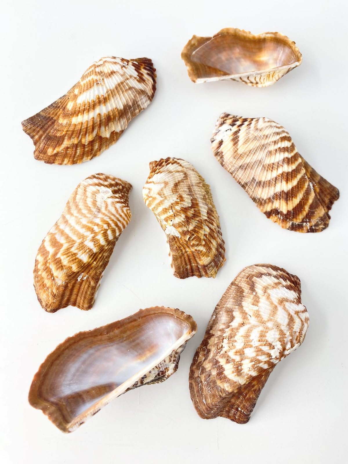 貝まとめて販売！ 黒蝶貝 C/# WHT 11.5mm|貝ボタン□タカシマ□