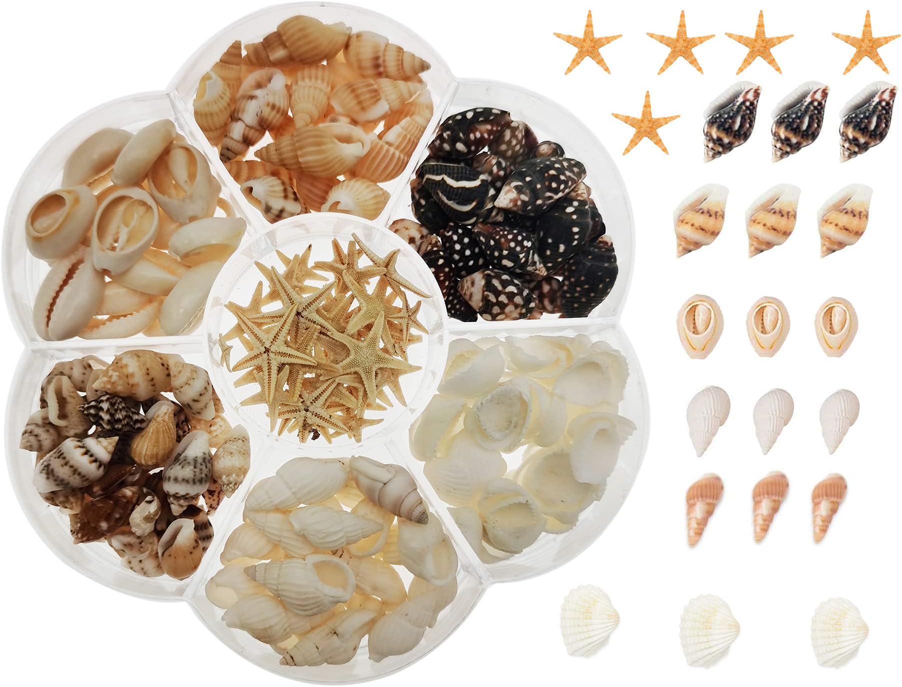 yaokan 1 Box Mini Small Seashell Natural Sea Shells Clam Starfish for Resin Jewelry Making DIY Craft Home Decor Vase Fillers Candle Making