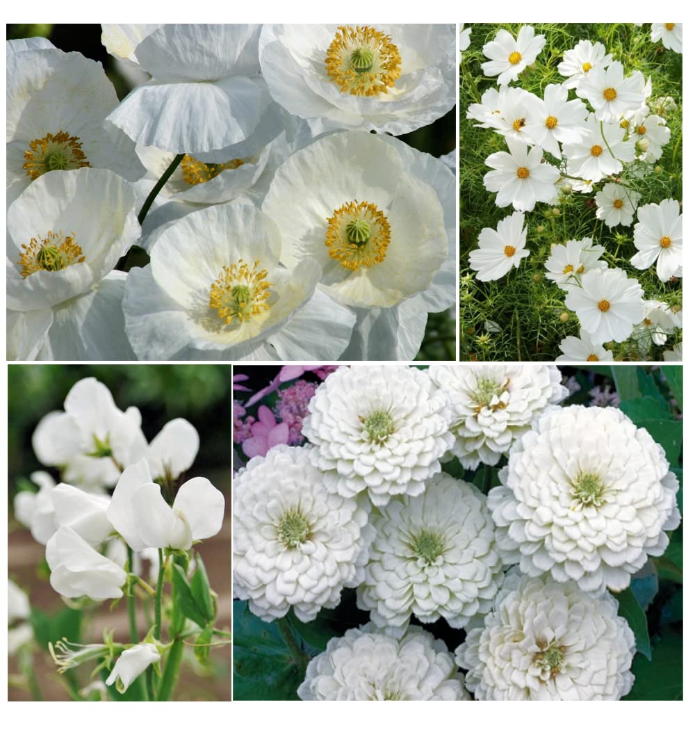 Ivory Inspiration Garden Kit Ivory Inspiration White Flower Seed Kit ...