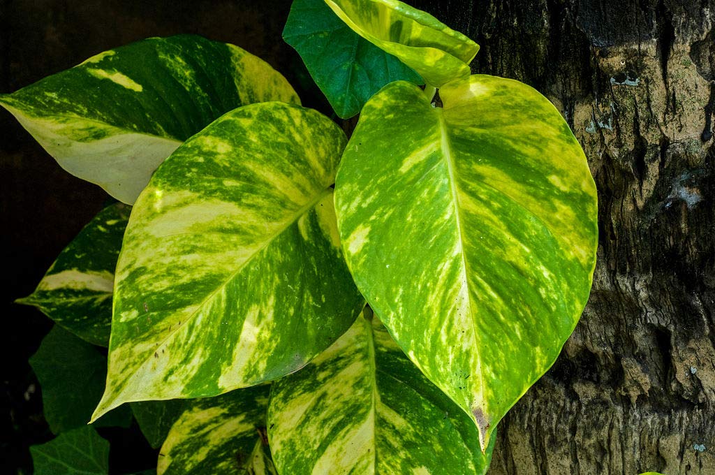 Earth and Plants Nursery Golden pothos/Ceylon Creeper/Hunters Robe/Ivy Arum/Money Plant/Silver Vine/Marble Queen/Taro Vine Healthy Lucky Indoor Live Plant (B08L8C929N) Amazon Price History, Amazon Price Tracker