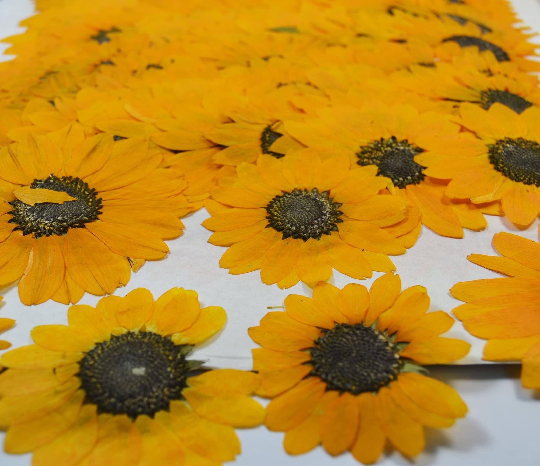 12 pcs Yellow Sunflowers Real Natural Dried Pressed Flowers for Candle Making Art Craft DIY