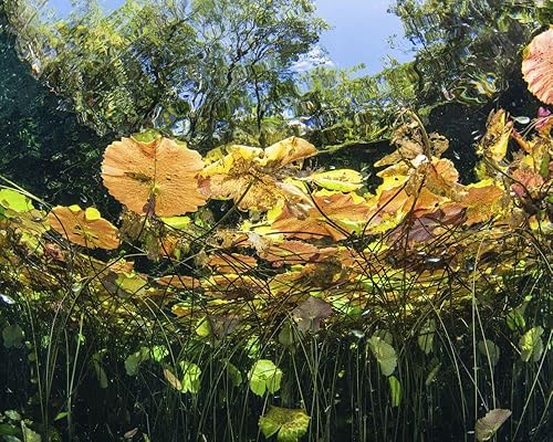 Posterazzi PSTBRP400547U Obra de arte, pequeña, multicolor