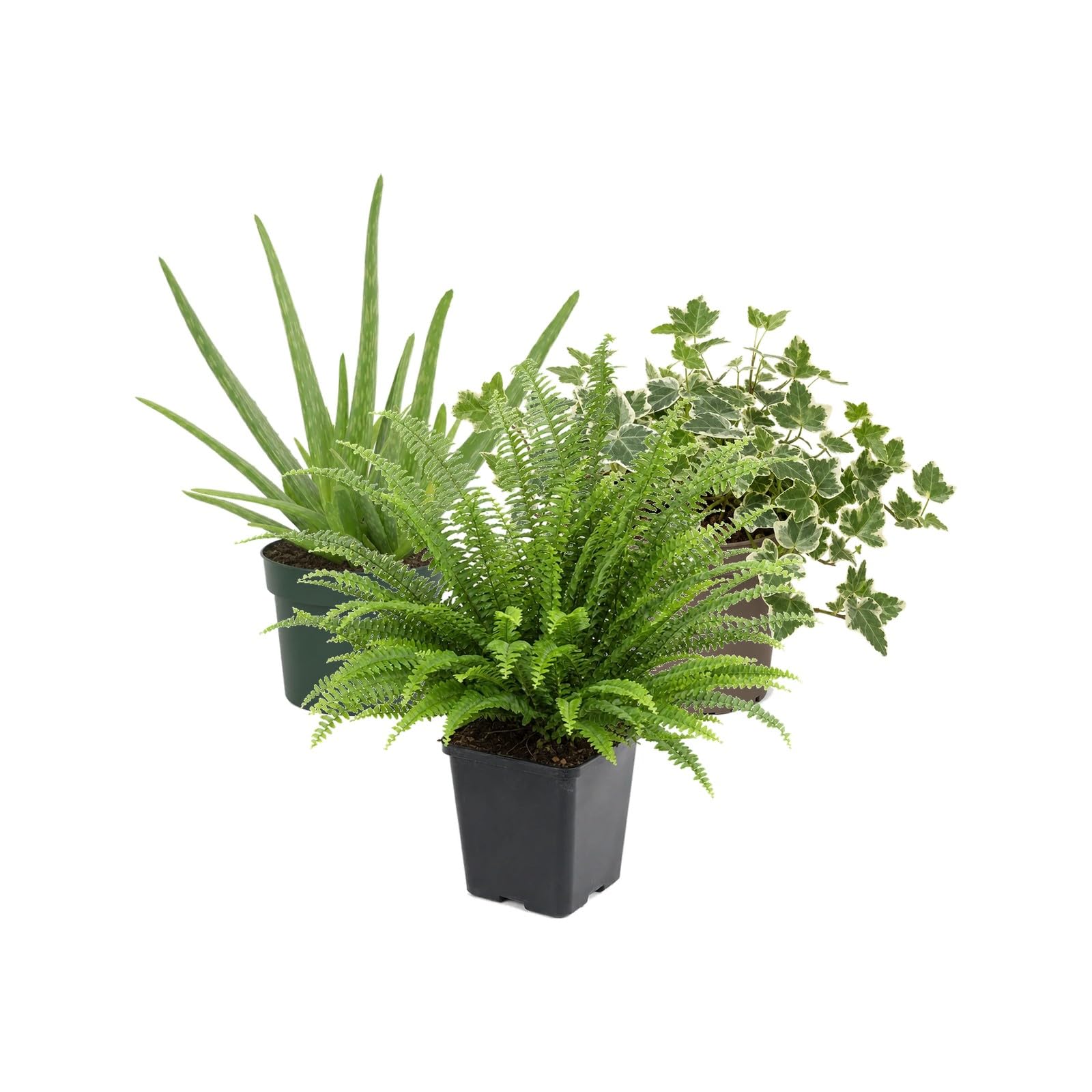 Pack 3 Plantas: Sábila, Hiedra Variegada y Helecho de Boston DECOALIVE