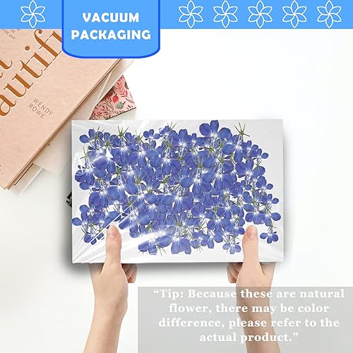 Miniatura 3 de Flores secas prensadas azules para adornos de manualidades de resina, 60 flores secas prensadas naturales para joyería de resina, decoración de caja
