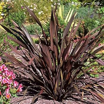 ニューサイラン1.1m大株 ニューサイラン1.1m大株 楽天市場】ニューサイラン 大株（花