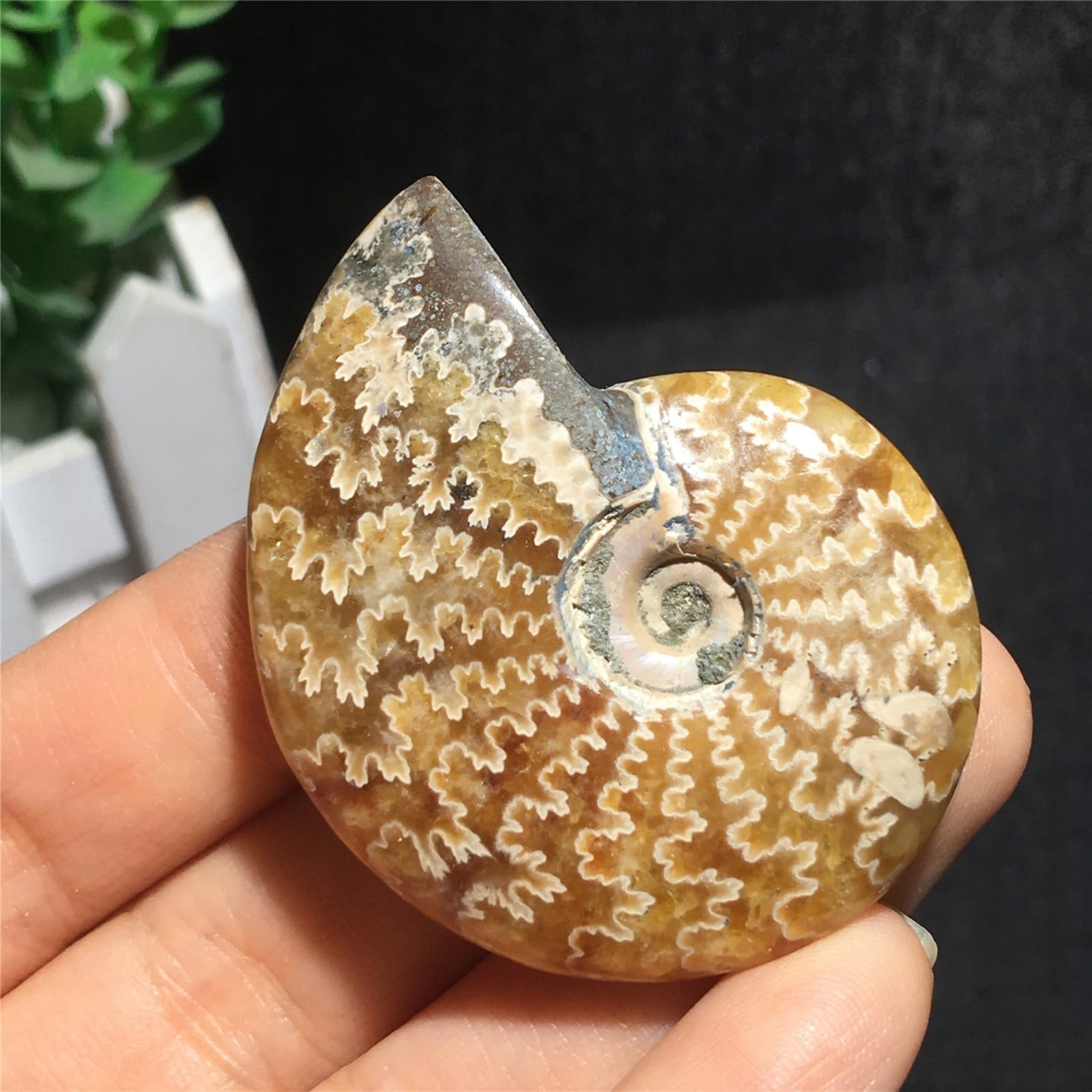 Specimen di Conchiglia Naturale Simile al Giada Fossile Paleontologico di Conchiglie per Collezioni di Fossili e Scopi Educativi 74mm