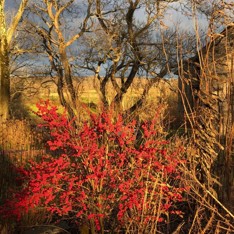 Winterberry Holly Plant Live Ready to Grow in 4 Inch Container, Red Holly Bush Live Plant for Planting, Winterberry Holly Shrub