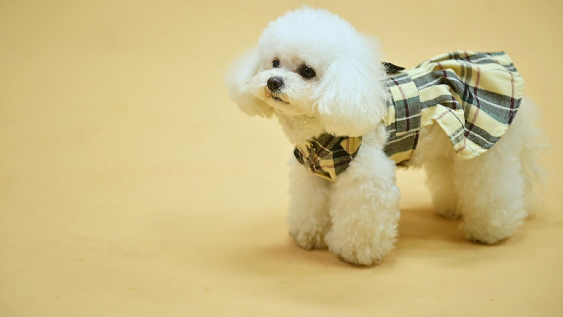 fall dresses for dogs Fall in Love Thanksgiving Dog Dress main image 1