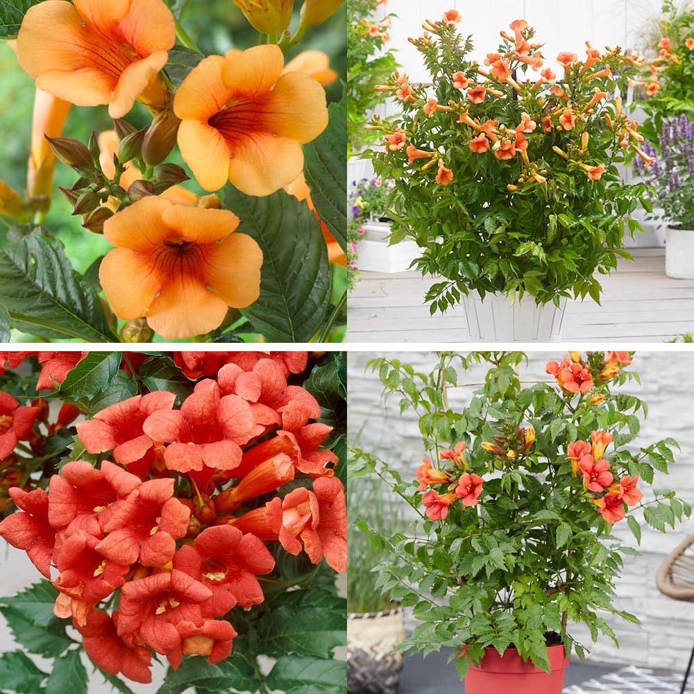 YouGarden Campsis Trumpet Vine Collection, 2 x 1.5 Litre Pots, Red Orange Hardy Climbing Plant