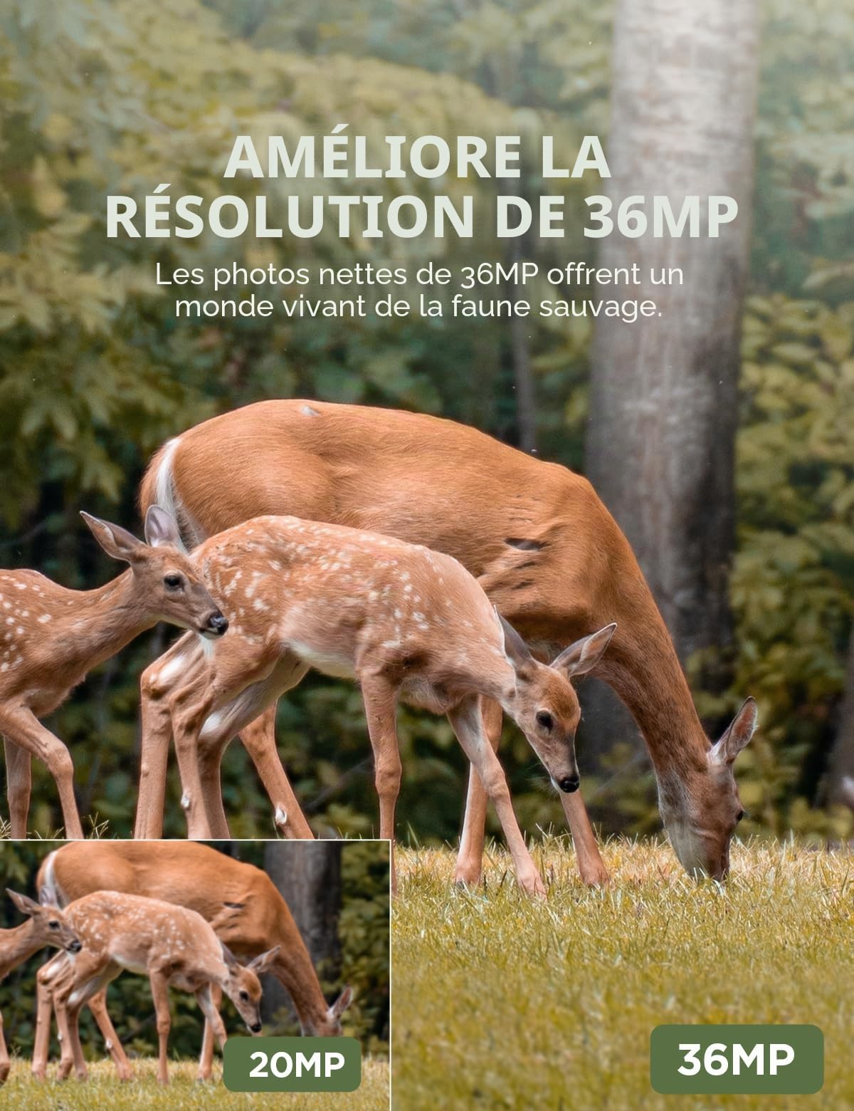 CEYOMUR Caméra de Chasse, Camera Chasse 20MP 1080P avec Carte SD 32 Go et 4 Piles LED IR Vision Nocturne Activée par Le Mouvement et Étanche IP66 pour Le Repérage de la Faune Sauvage