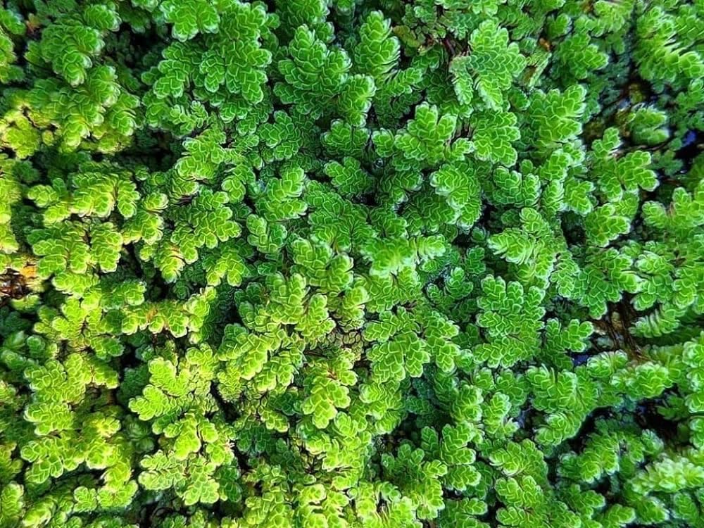 Azolla seeds for chickens || Chickens azolla seeds || Pack of 300 (B0CP498H43) Amazon Price History, Amazon Price Tracker